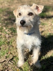 Mutt Dogs for adoption in Clifton, TX, USA