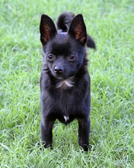 Chiranian Dogs for adoption in Abilene, TX, USA