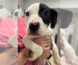 Mutt Dogs for adoption in Hilton Head, SC, USA