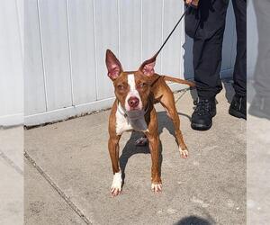 American Pit Bull Terrier-Unknown Mix Dogs for adoption in Louisville, KY, USA