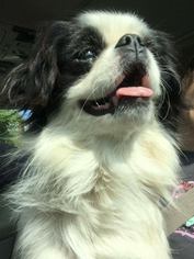 Japanese Chin Dogs for adoption in Westminster, MD, USA