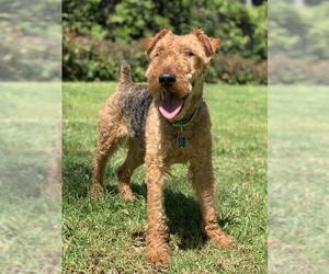 Welsh Terrier Dogs for adoption in Rancho Santa Margarita, CA, USA