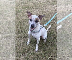 Mutt Dogs for adoption in Phoenix, AZ, USA