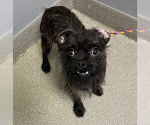 Mutt Dogs for adoption in Las Vegas, NV, USA