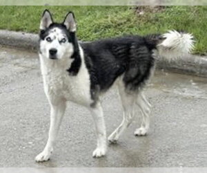 Siberian Husky Dogs for adoption in Houston, TX, USA