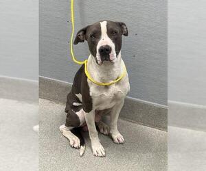 Mutt Dogs for adoption in Las Vegas, NV, USA