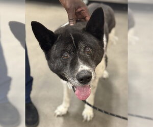 Akita Dogs for adoption in Forestville, MD, USA