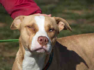 American Pit Bull Terrier-Unknown Mix Dogs for adoption in Maumee, OH, USA