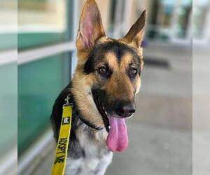 German Shepherd Dog-Unknown Mix Dogs for adoption in Las Vegas, NV, USA