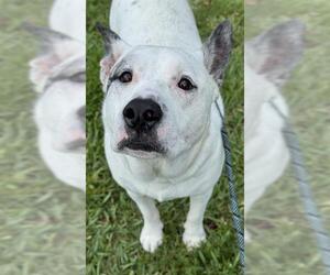 Labrador Retriever-Unknown Mix Dogs for adoption in Fort Lauderdale, FL, USA