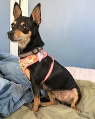 Chihuahua Dogs for adoption in Buffalo, NY, USA