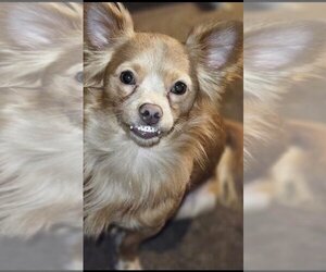 Chihuahua Dogs for adoption in Louise, TX, USA