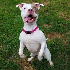 American Staffordshire Terrier-Unknown Mix Dogs for adoption in Clay, NY, USA