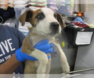 Mutt Dogs for adoption in Oklahoma City, OK, USA