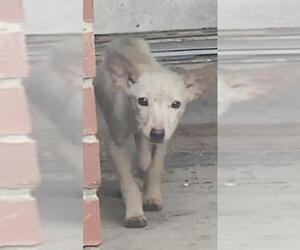 Mutt Dogs for adoption in San Antonio, TX, USA