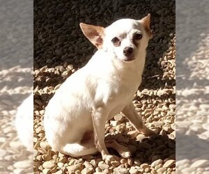 Chihuahua Dogs for adoption in Minneapolis, MN, USA