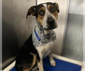Australian Cattle Dog-Unknown Mix Dogs for adoption in Stockton, CA, USA