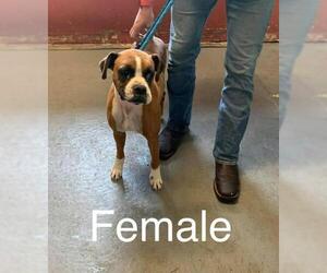 Boxer Dogs for adoption in Palatine/Kildeer/Buffalo grove, IL, USA