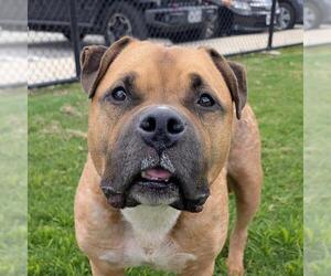 American Bandogge Dogs for adoption in Houston, TX, USA