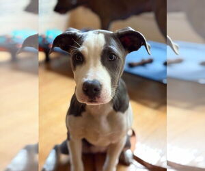 American Pit Bull Terrier-Unknown Mix Dogs for adoption in Derwood, MD, USA