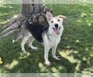 German Shepherd Dog-Huskies  Mix Dogs for adoption in Phoenix, AZ, USA