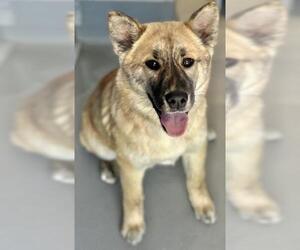 American Eskimo Dog-Unknown Mix Dogs for adoption in Visalia, CA, USA