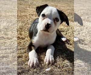 Mutt Dogs for adoption in Greenville, SC, USA