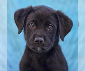 Labrador Retriever-Unknown Mix Dogs for adoption in San Diego, CA, USA