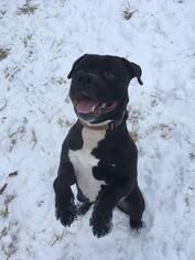 Bulloxer Dogs for adoption in Lewistown, PA, USA