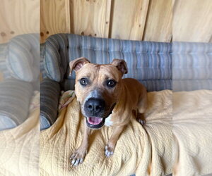American Bulldog-Unknown Mix Dogs for adoption in La Porte, IN, USA