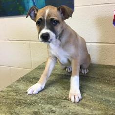Jack Russell Terrier Dogs for adoption in Hamilton, GA, USA