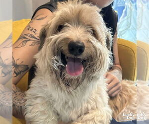 Maltese-Unknown Mix Dogs for adoption in Washington, DC, USA