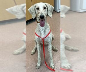 Poodle (Standard) Dogs for adoption in Ogden, UT, USA