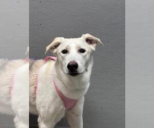 German Shepherd Dog-Unknown Mix Dogs for adoption in Las Vegas, NV, USA