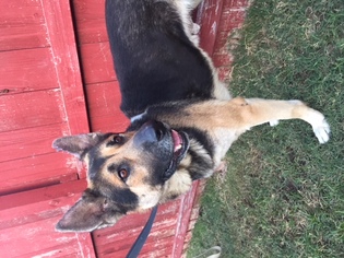 Medium Photo #1 German Shepherd Dog Puppy For Sale in La Mesa, CA, USA