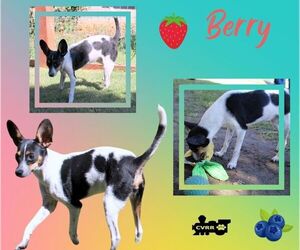 Italian Greyhuahua Dogs for adoption in Lindsay, CA, USA