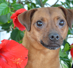 Miniature Pinscher Dogs for adoption in Englewood, FL, USA