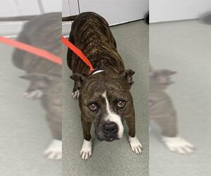 Bullboxer Pit Dogs for adoption in Pueblo, CO, USA