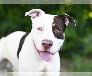 American Staffordshire Terrier-Unknown Mix Dogs for adoption in Tavares, FL, USA