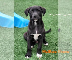 Labrador Retriever-Unknown Mix Dogs for adoption in Des Moines, IA, USA