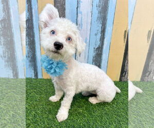 Bichon Frise-Unknown Mix Dogs for adoption in Corona, CA, USA
