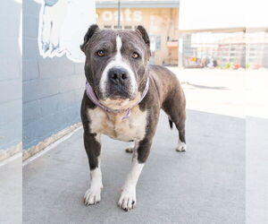 American Pit Bull Terrier Dogs for adoption in Pasadena, CA, USA