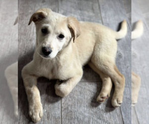 Huskies -Labrador Retriever Mix Dogs for adoption in Anchorage, AK, USA