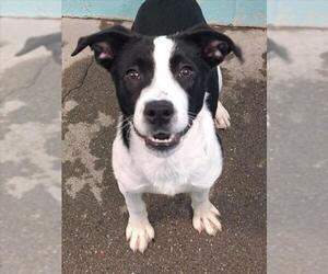 Border Collie-Unknown Mix Dogs for adoption in Woodland, CA, USA