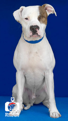 American Pit Bull Terrier-Unknown Mix Dogs for adoption in Lake Jackson, TX, USA