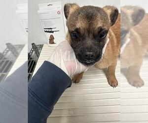 Pug-Unknown Mix Dogs for adoption in Bakersfield, CA, USA