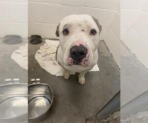 Staffordshire Bull Terrier Dogs for adoption in Rosenberg, TX, USA