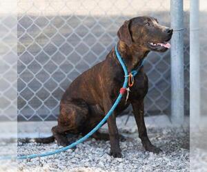 Labrador Retriever-Unknown Mix Dogs for adoption in Camarillo, CA, USA