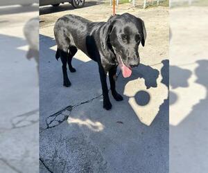 Labrador Retriever Dogs for adoption in Houston, TX, USA