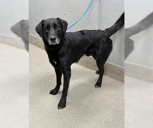 Sheprador Dogs for adoption in Las Vegas, NV, USA